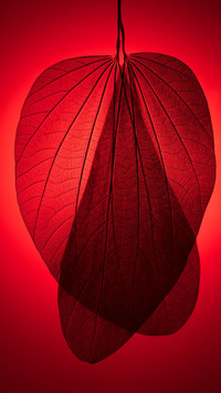 VCG41626423446