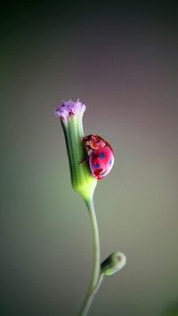 Macro insects and plants