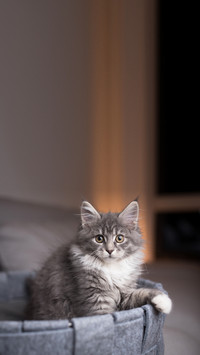 Blue tabby Maine coon kitten in pet bed on gray sofa