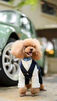 Teddy Teddy 54