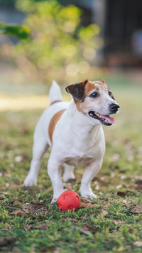 Tips for cleaning up pet fur