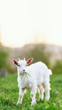 White goat in the meadow runs on the green grass