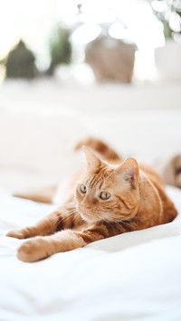 猫咪的记忆力有多长