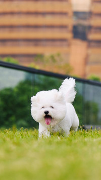 Cold knowledge of dogs 9