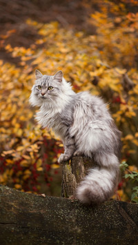 A Long-haired Cat Sitting on A Tree Stump