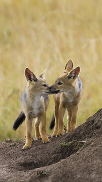 A witty jackal