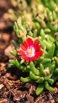 Flowers in the Corner
