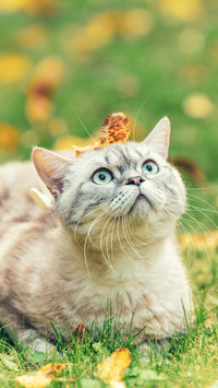 猫咪的强大超能力
