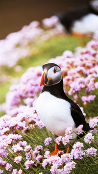 Atlantic puffin on a cliff with beautiful pink flowers