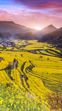 婺源油菜花