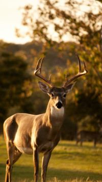 animal wallpaper