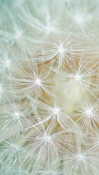 Dandelion (4)