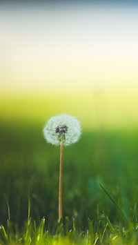 Dandelion (9)