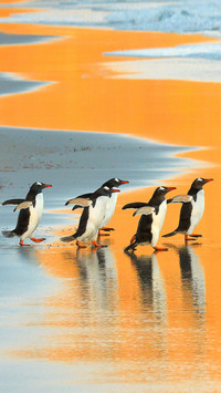 Selected penguin returns
