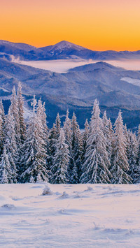 Winter Snowfield