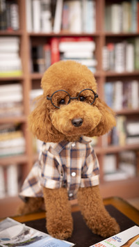 Teddy photo 64