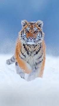 Northeast Tiger Wandashan No1 52