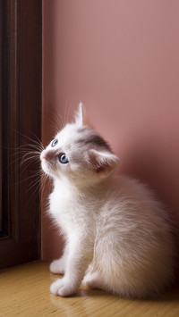 How to make a cold cat fall in love with self 81