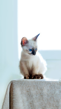 Little kitten of Thai breed in the sun's rays