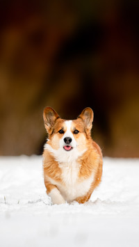 A female welsh Pembroke Corgi with her tongue out