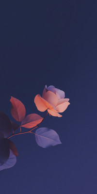 Silhouette6.jpg