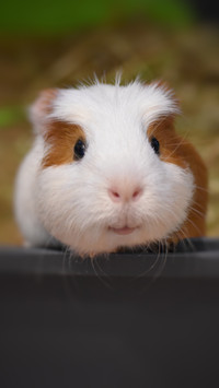 Closeup of a guinea pig