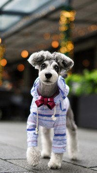 Smart Schnauzer 36
