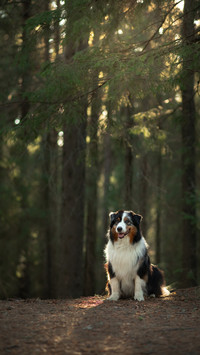 Why Do You Like to Treat Pets as Companions 1