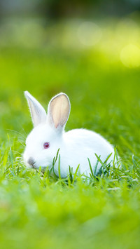 Baby rabbit runs on a green lawn on a warm sunny day
