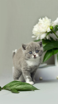 Cat Standing Beside Some Flowers