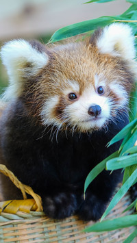 The bamboo shadows gently sway the red panda