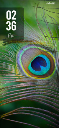 Peacock Feather