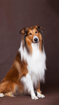 Dog231