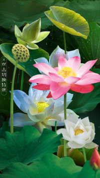 圣洁荷花