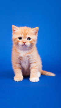 Do you understand meow meow meow 8
