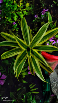 Plant
