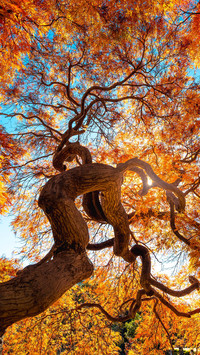 Maple trees in autumn