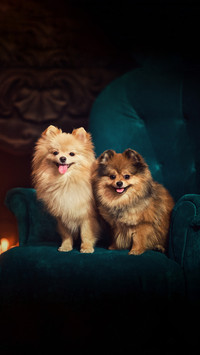 Two dogs a Pomeranian sitting on a chair by the fireplace