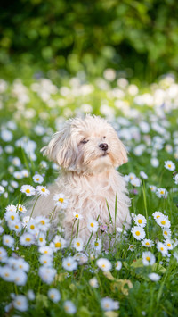 A portrait of a sweet white puppy sitting on a lawn