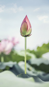 About the Summer Solstice 36