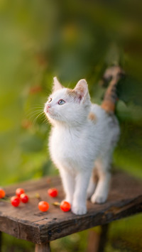 a small kitten near a tree with a cherry