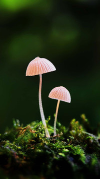会呼吸的苔藓