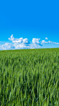 Green fields