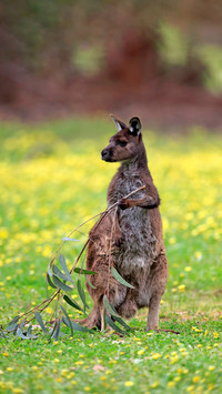 Who is the boxing champion in the animal kingdom