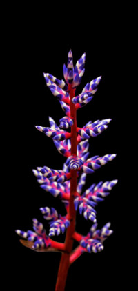 奇异花