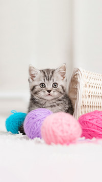 The gray-striped kitten is sitting beside a basket of yarn