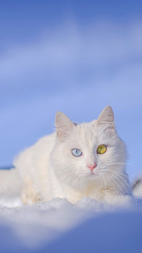 White cat in the snow