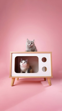 Learning love tips from cats