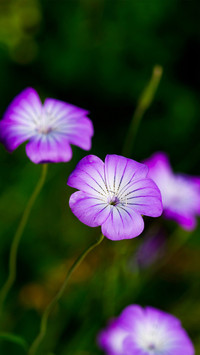 Fresh and natural wildflowers