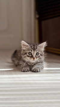 Little gray kitten lying on the floor in the rays of the sun